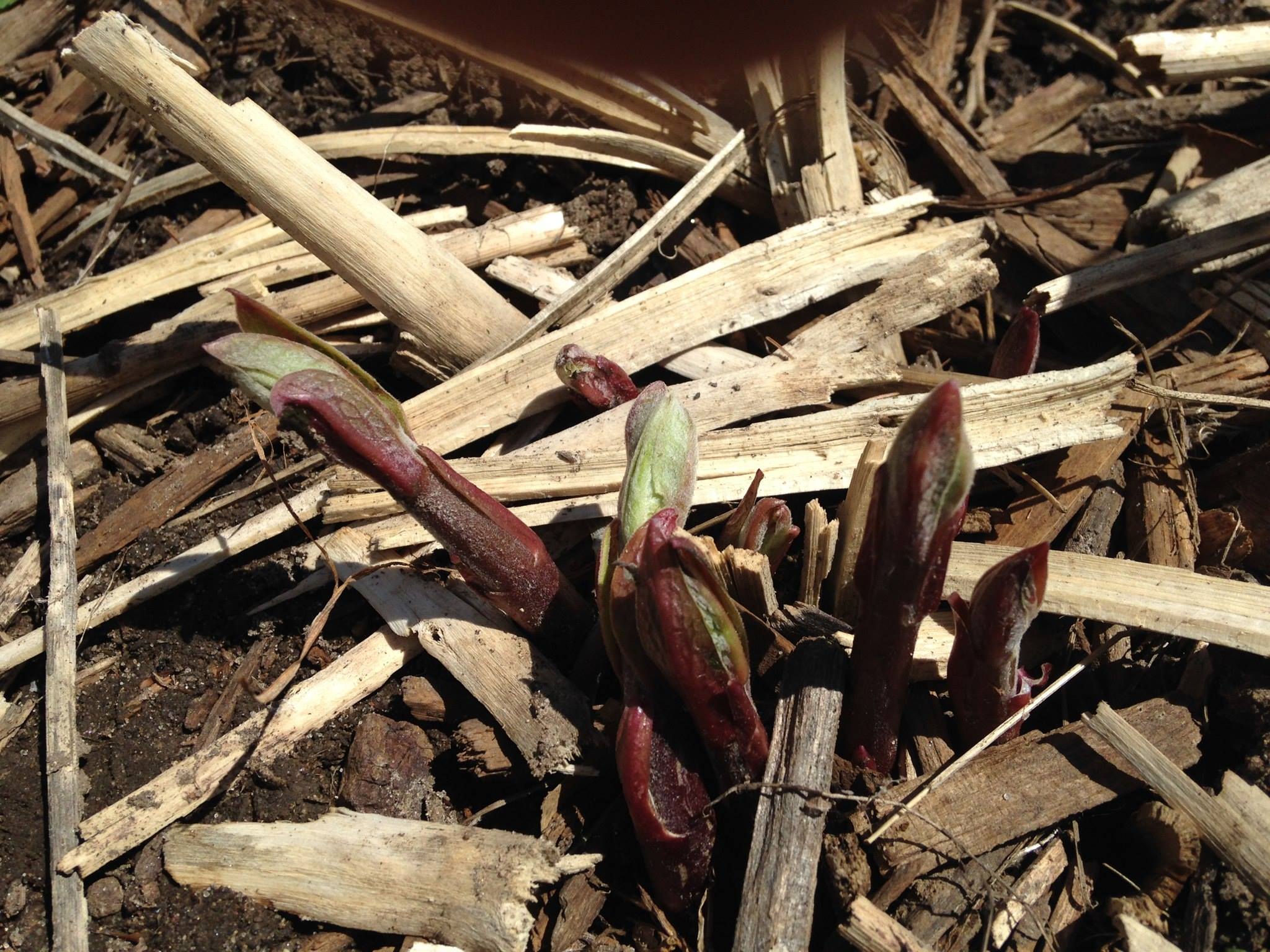 13116518_1009717385732895_5222351063139640220_o