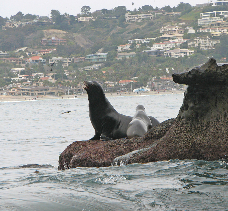 lajollacovesealionresize