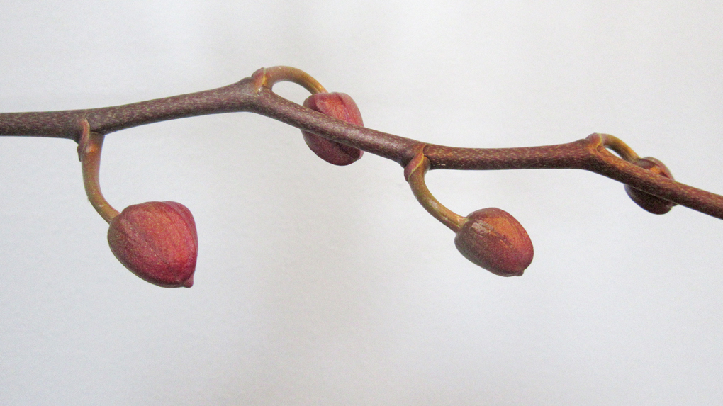 A Penchant for&nbsp;Plants