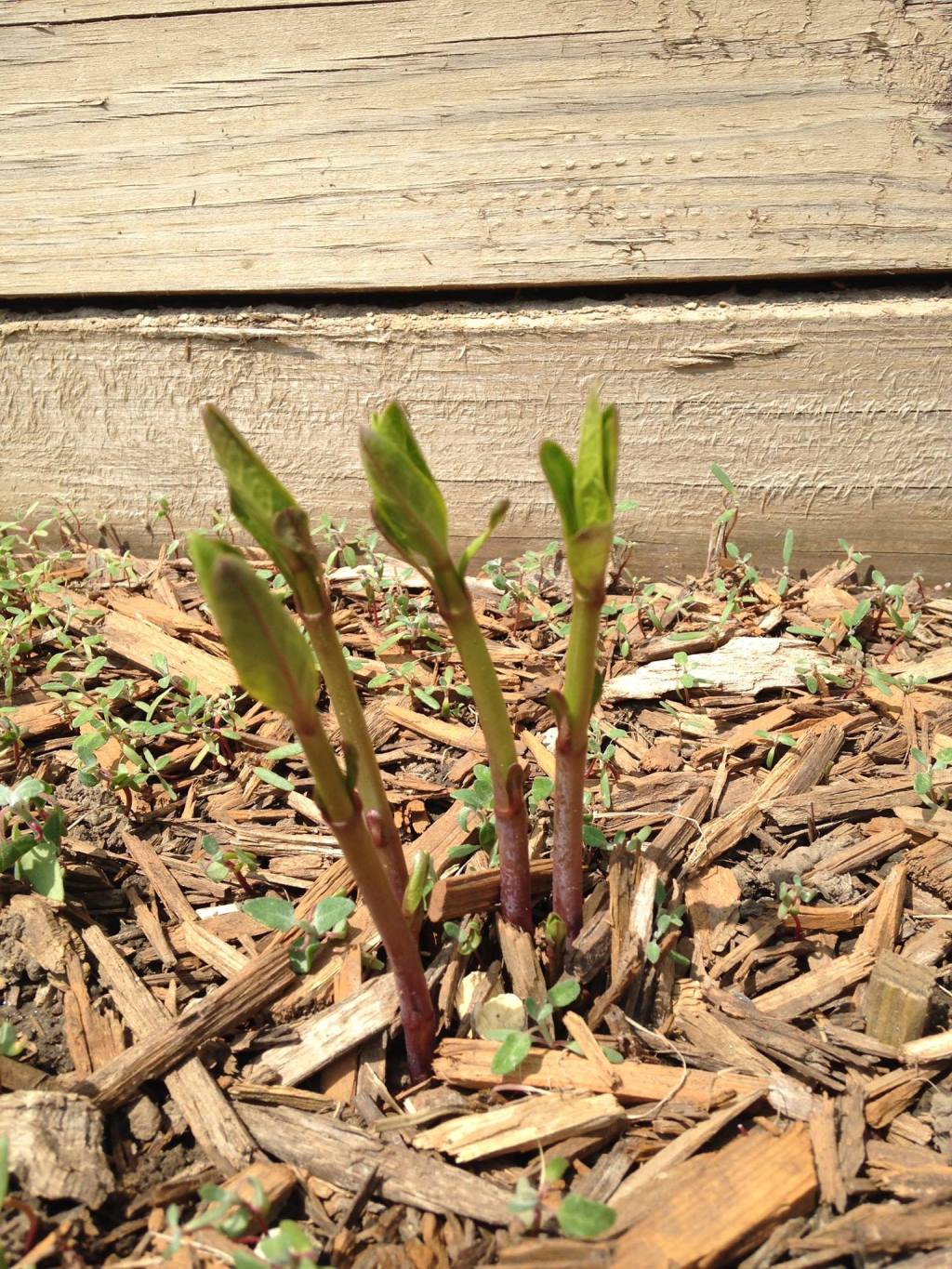 Observations of Seasons.