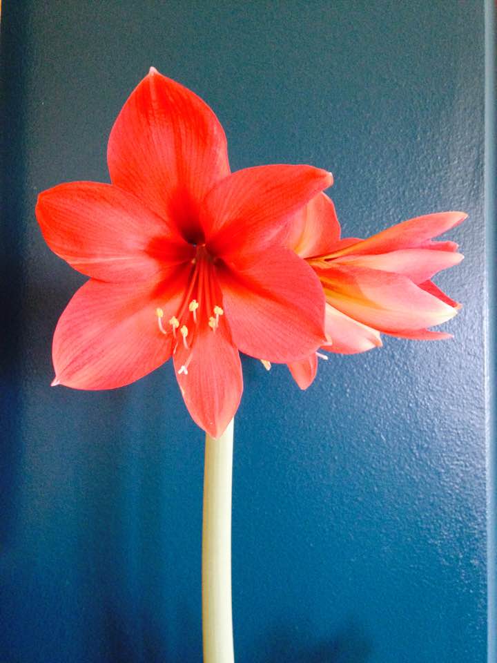 Orchids, Amaryllis, and Lemons. Oh, my!