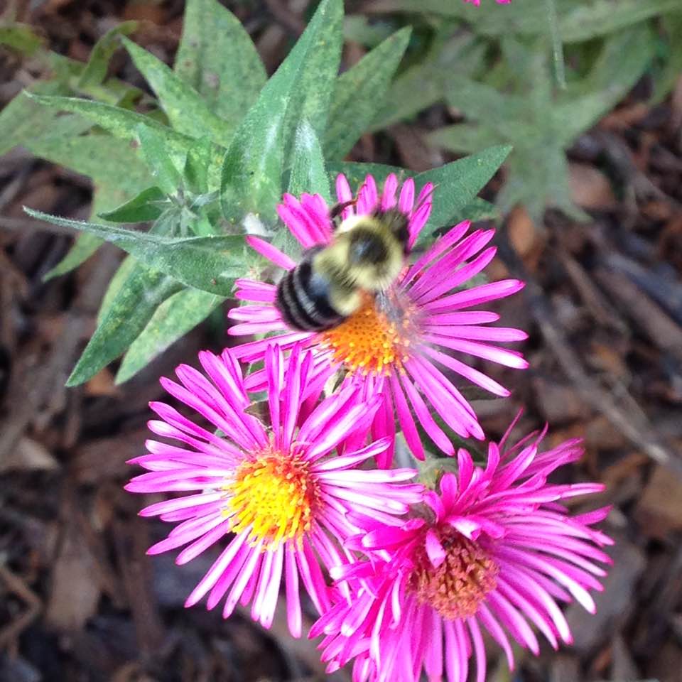 Wildlife Wednesday Without&nbsp;Words