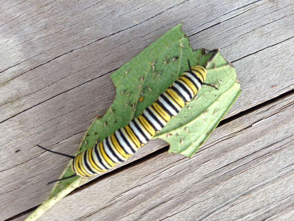 monarchlarva5thinstar