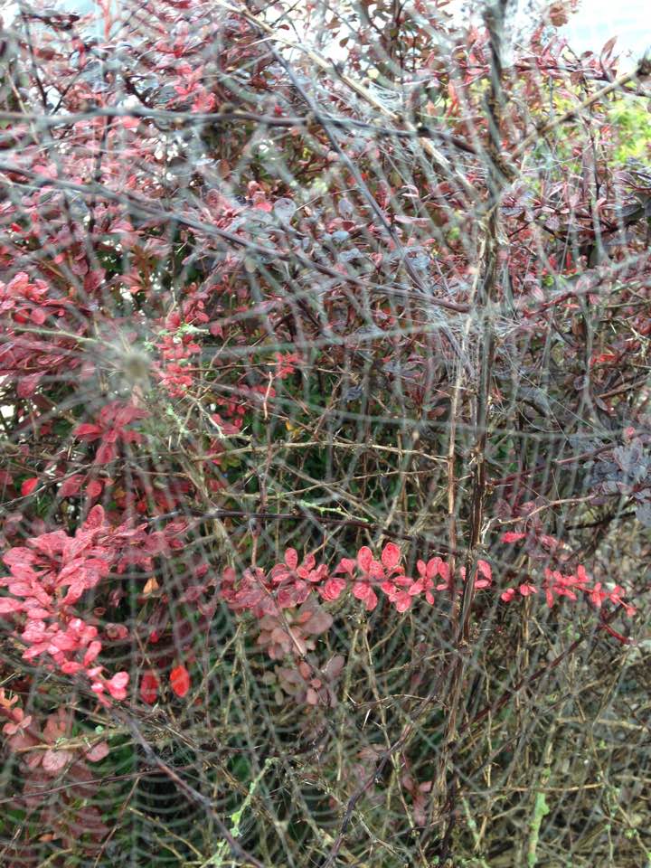 spiderweb