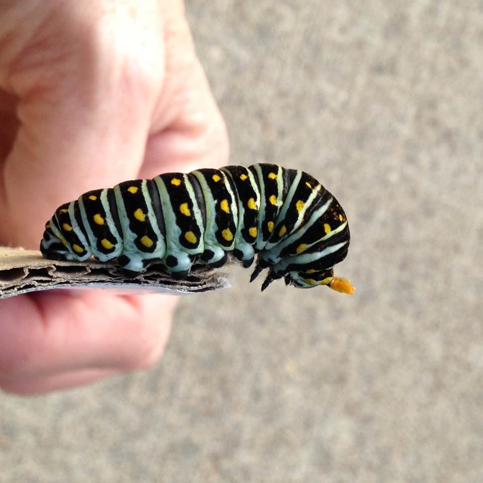 swallowtailcaterpillar