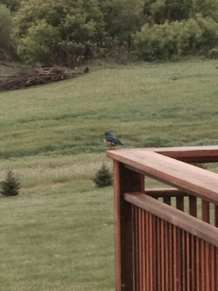 Busy Finch on a Morning Filled with&nbsp;Birds
