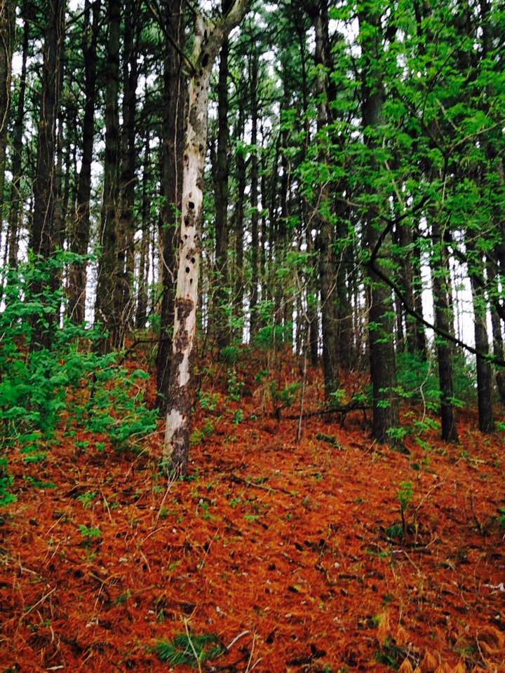 Forest behind Evergreen