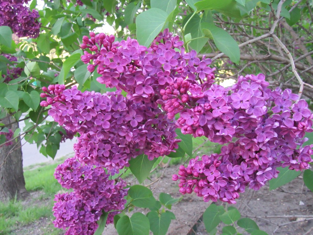 Wordless Wednesday: Views of the Iowa State University&nbsp;Campus
