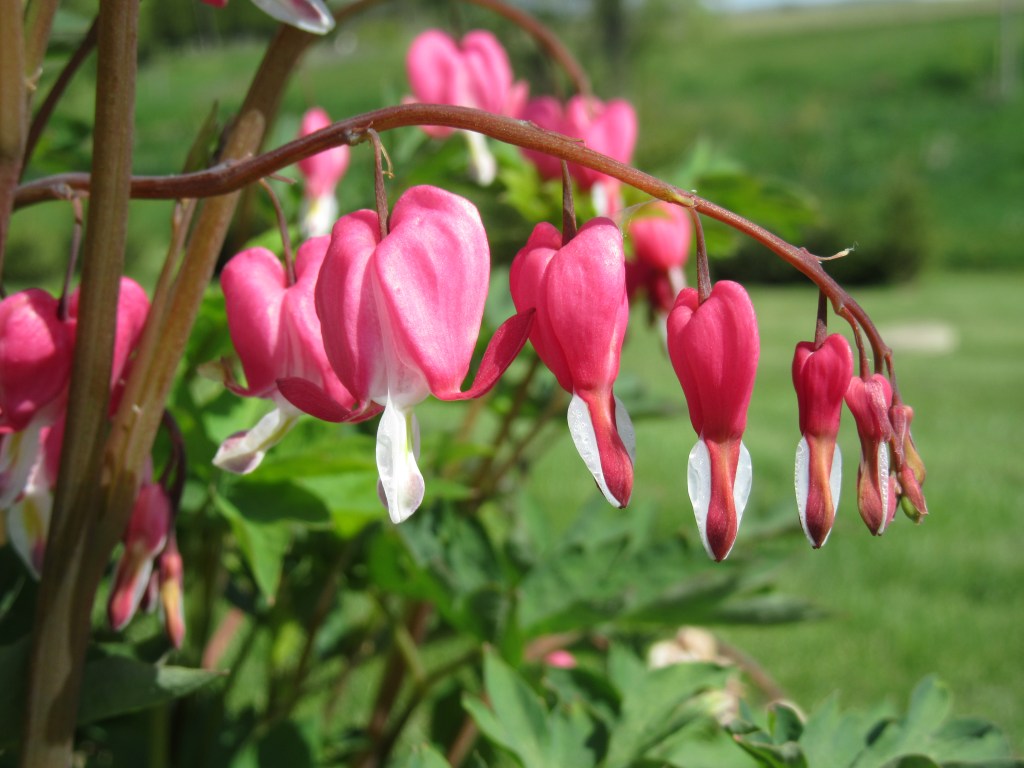 Simple Saturday – Nature in my Yard