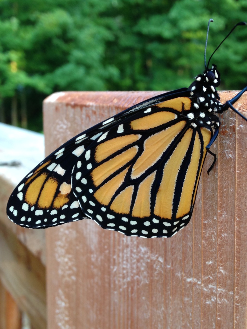 Today’s Garden Club Lesson: Inspiring Youth with Monarch Conservation Activities