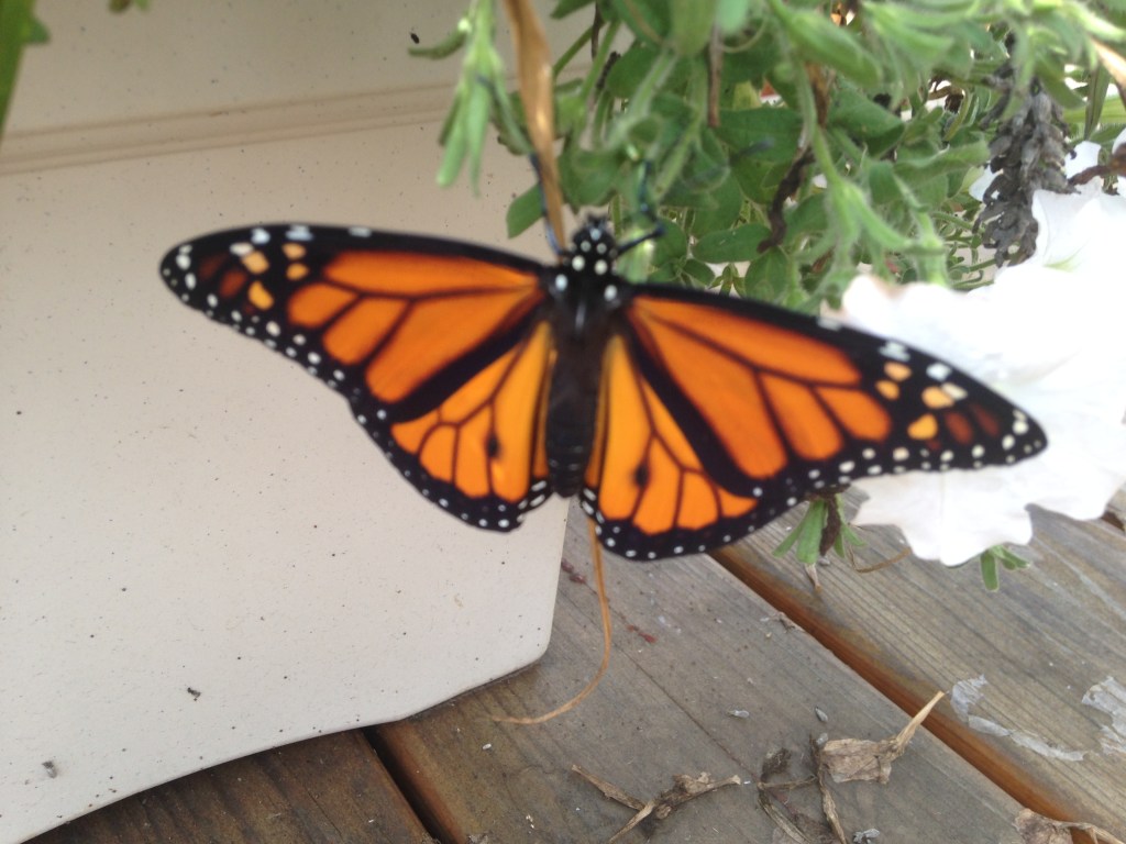 A Personal Metaphor: Shared for Slice of Life&nbsp;Tuesday