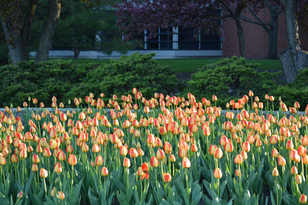 Starting to Sprout: The Growth of a New Garden&nbsp;Club