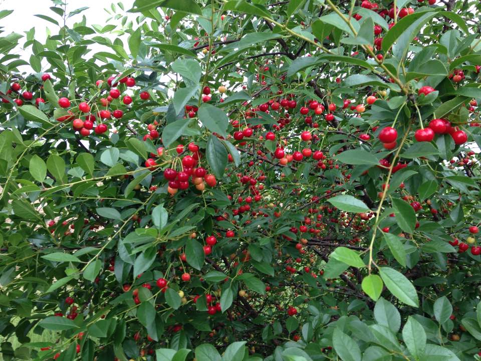 bountiful2backcherries2017