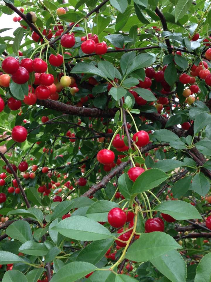 bountiful3backcherries2017