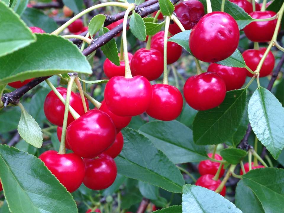 bountiful4backcherries2017