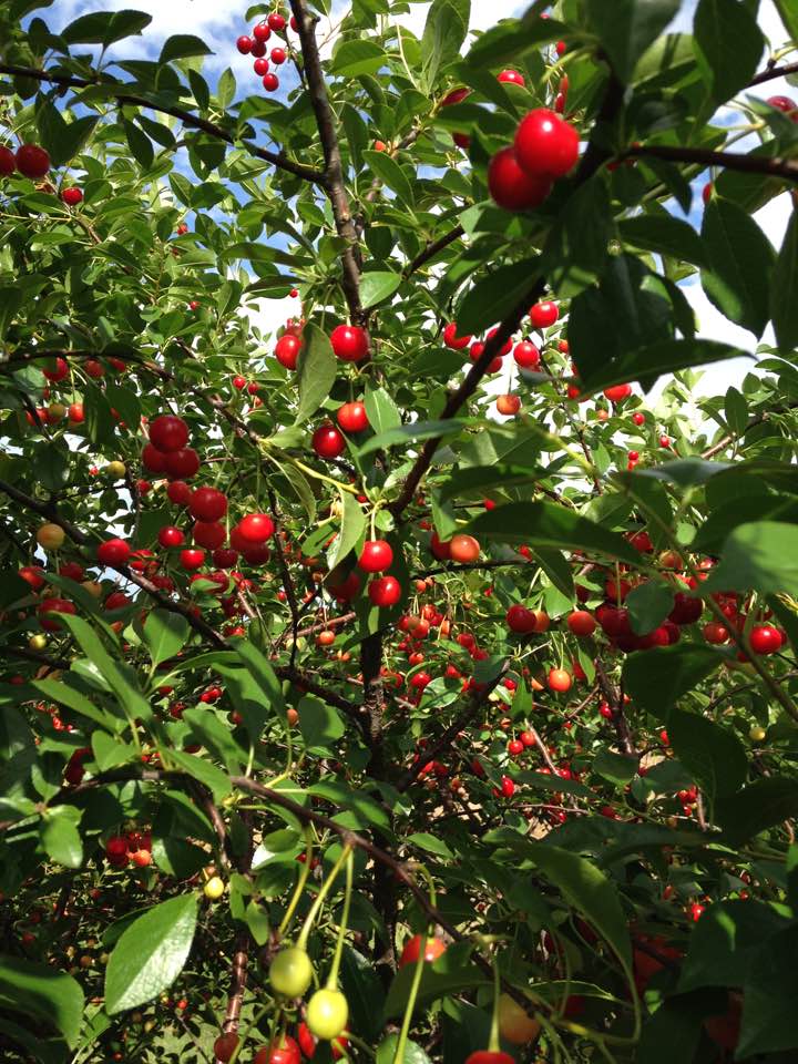 bountiful5backcherries2017