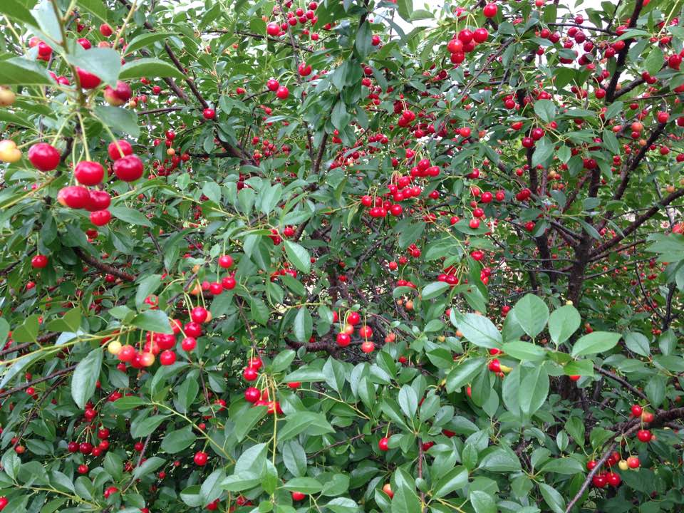 bountifulbackcherries2017