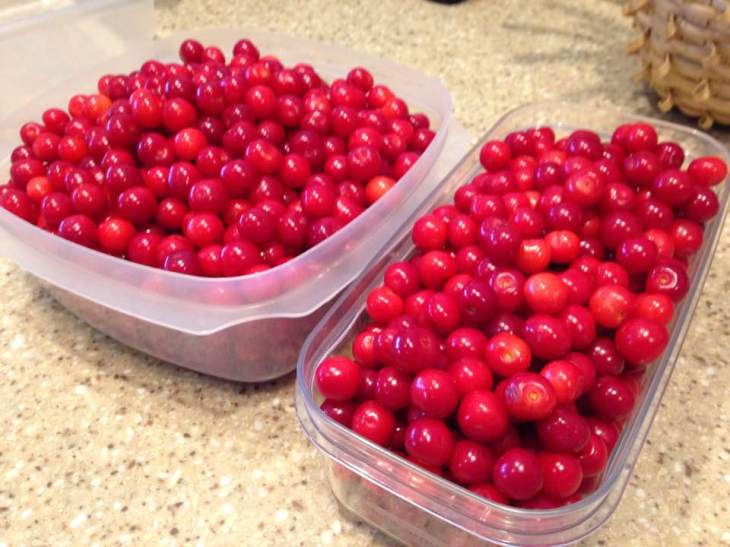 firstharvestbackcherries2017