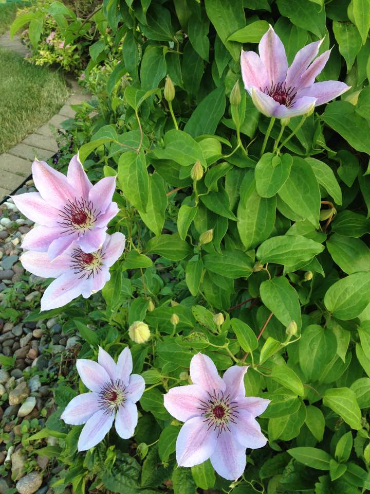 Front Yard Clematis