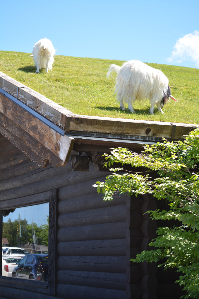 goatsonroofdoorcounty16