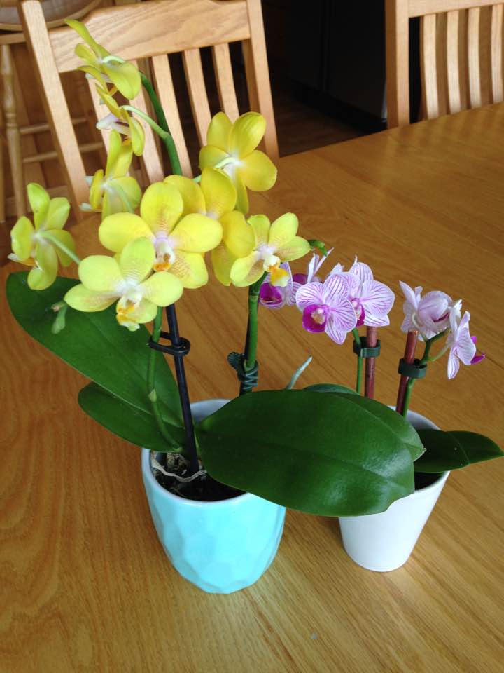 New Orchids May-June17