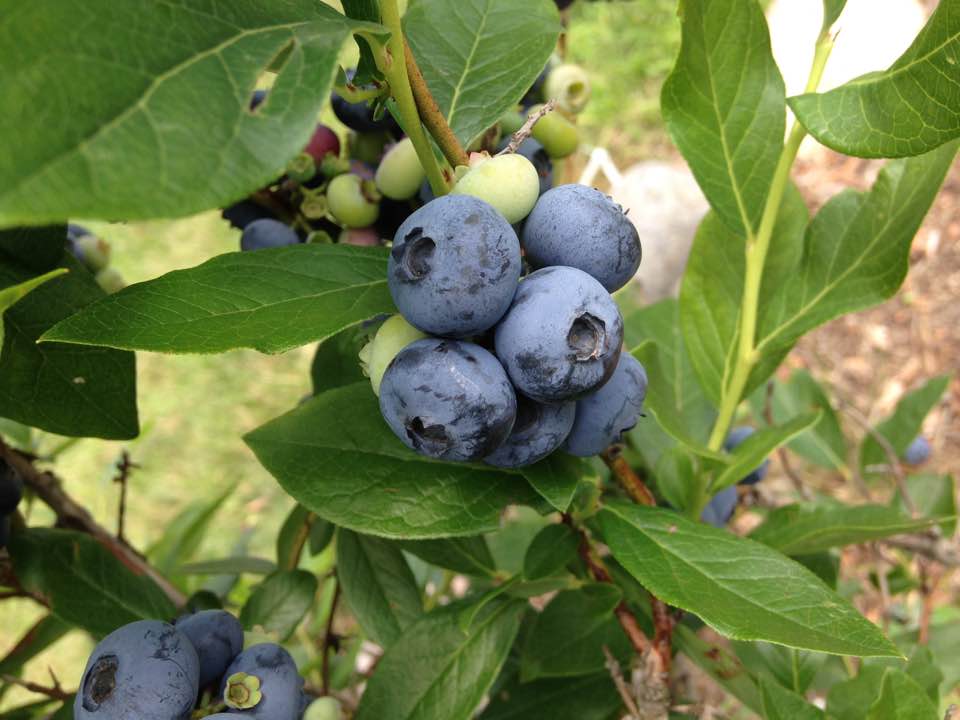 blueberryharvest2017