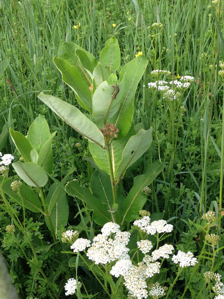 Four Monarchs for the&nbsp;Fourth!