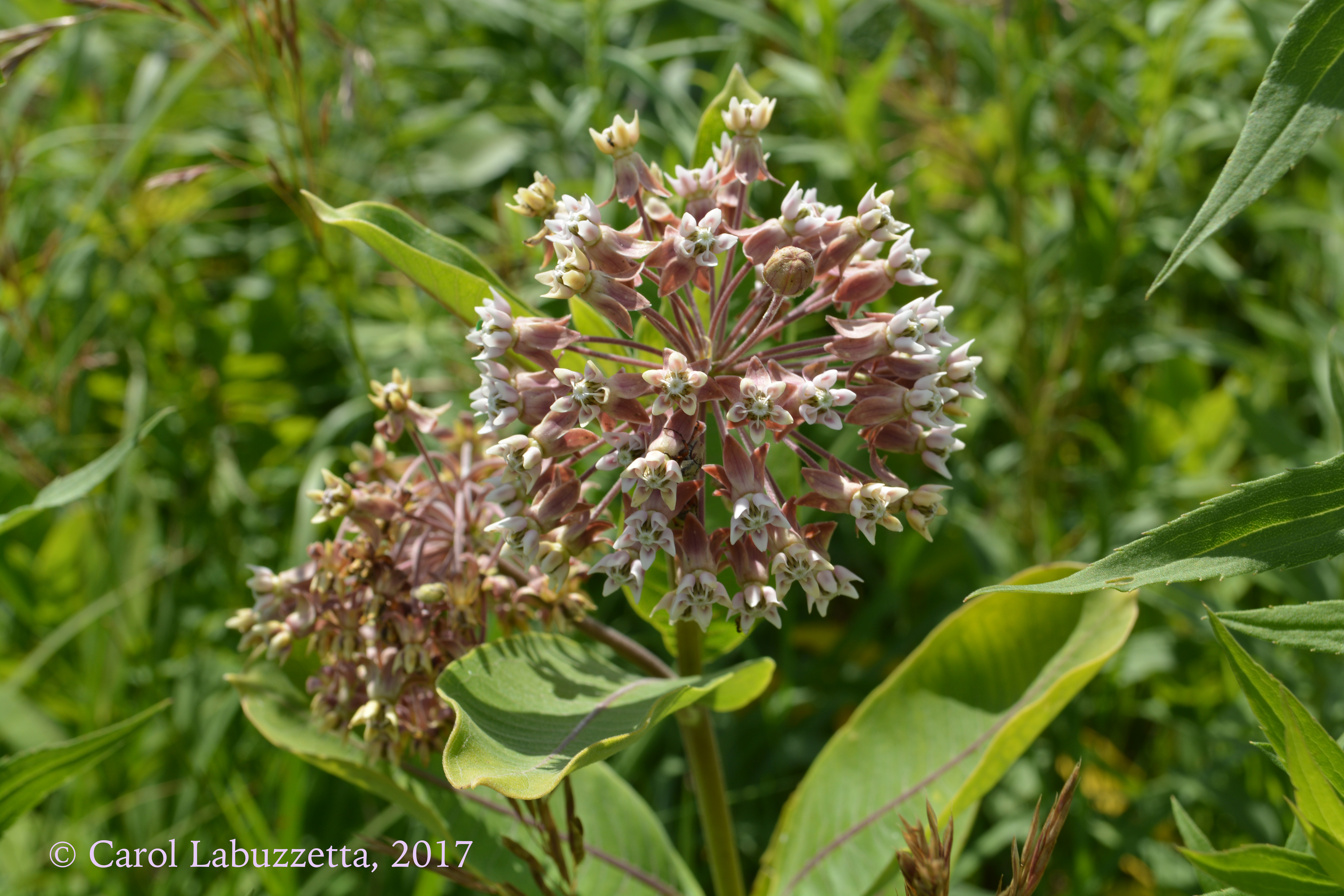 Common Milkweed HSP