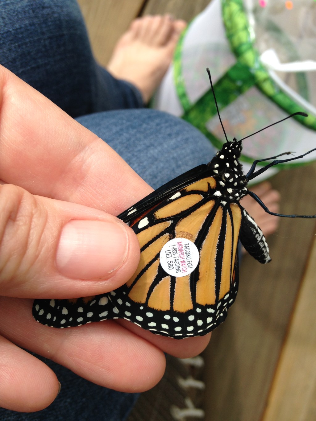 Silent Sunday: Butterflies &&nbsp;Flowers