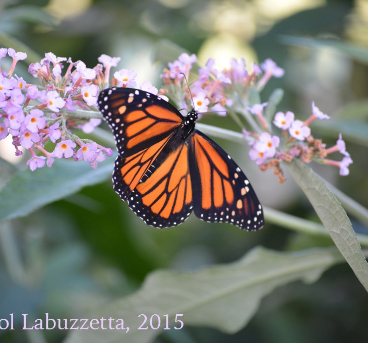 Monarch on Butterfly Bush