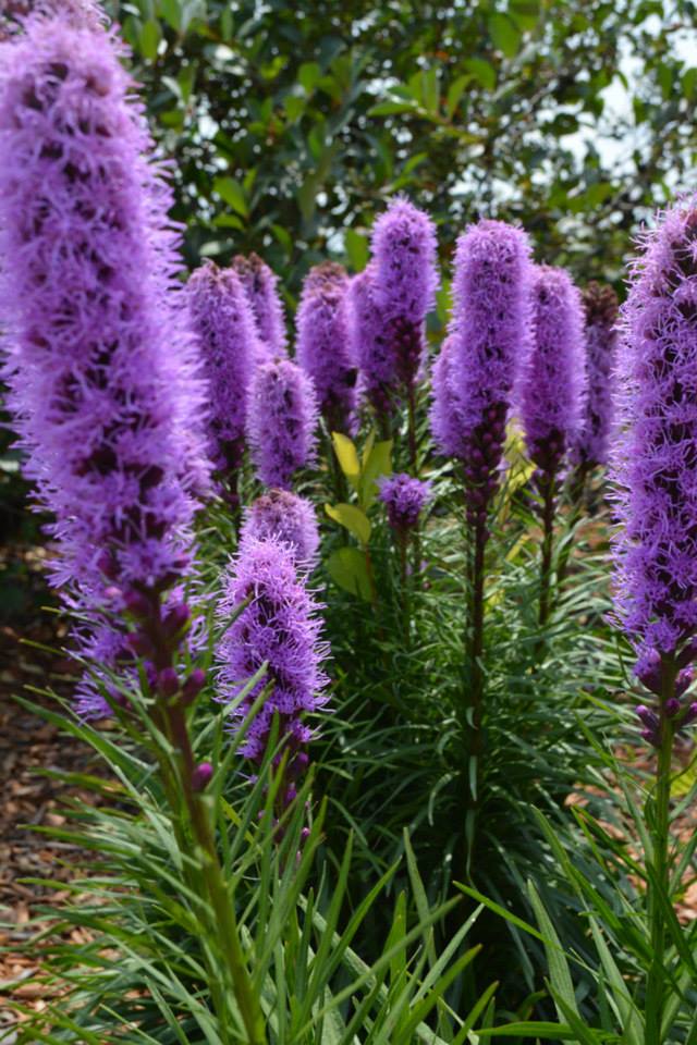 liatris2015