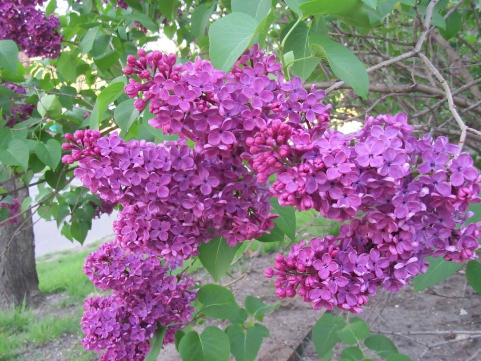 lilacsatISU217gradwkend