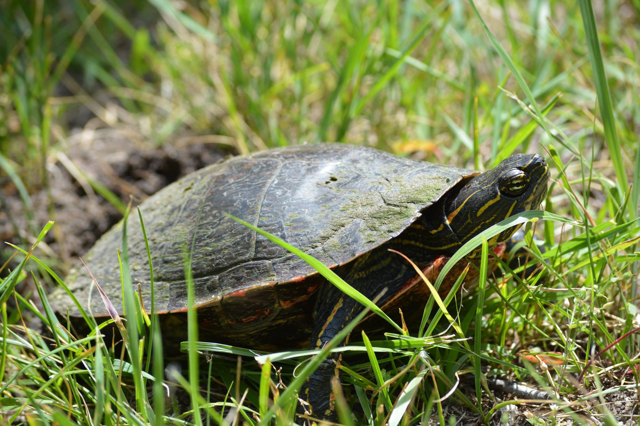 painted turtle