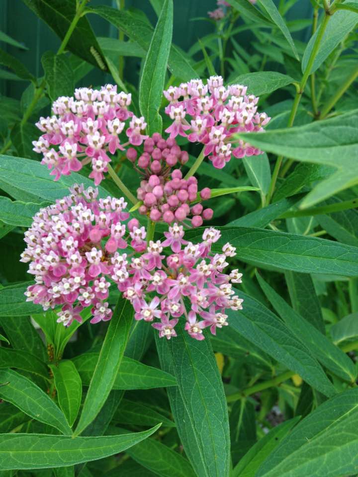 rosemilkweed2016