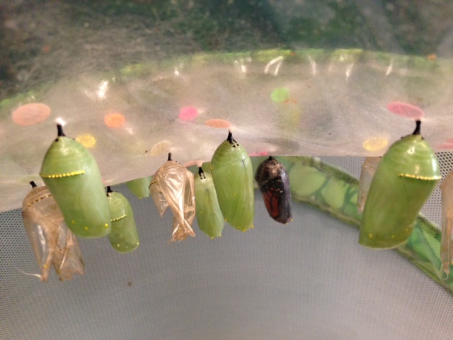 Awe Inspiring…Inspiring Awe