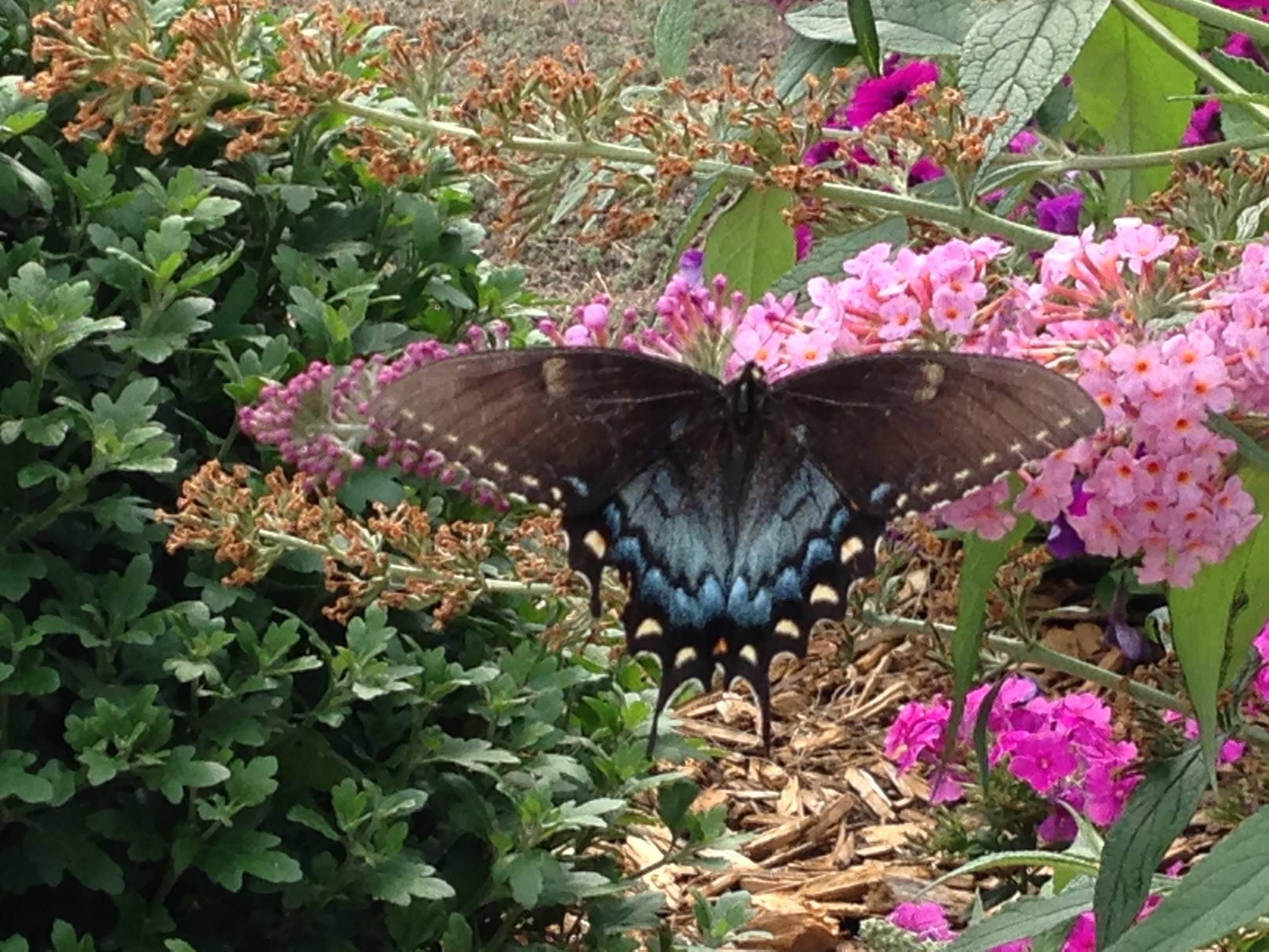 swallowtail