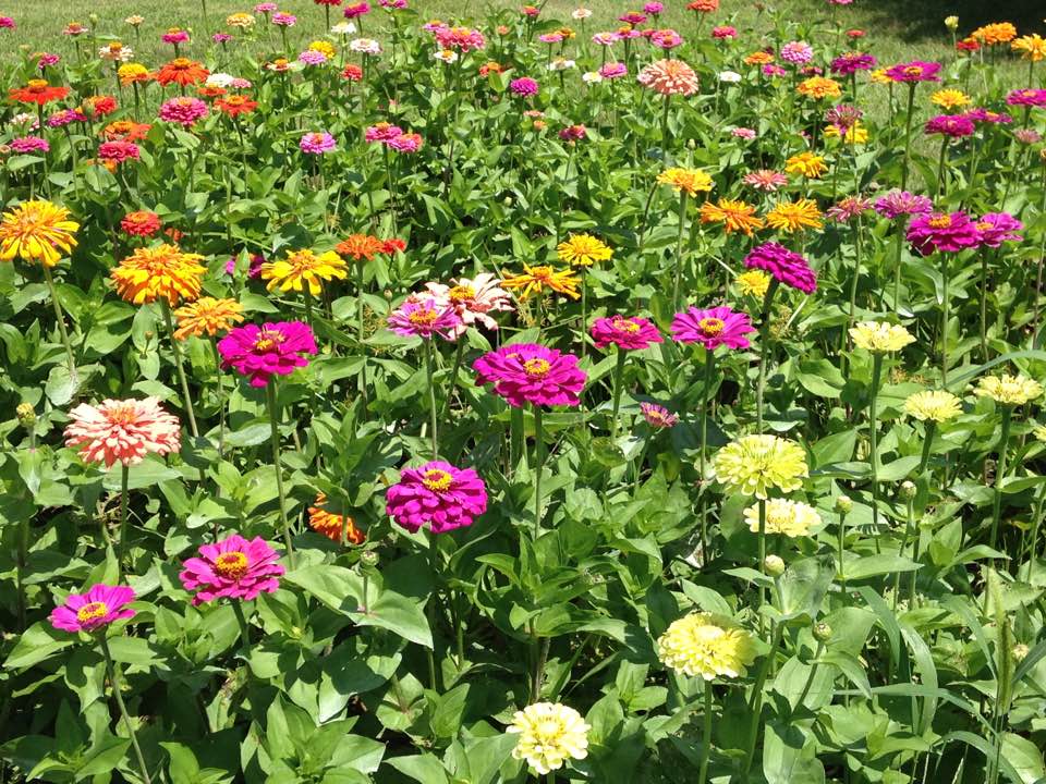 Emulation of Gardening:&nbsp;Priceless