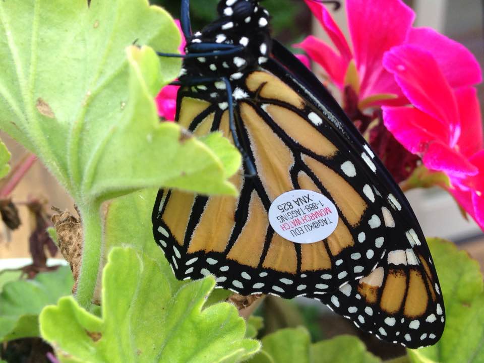 Monarch Education
