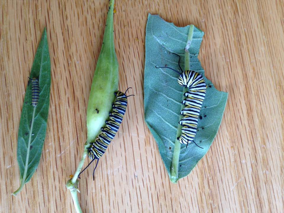 lateAugustmonarchcats