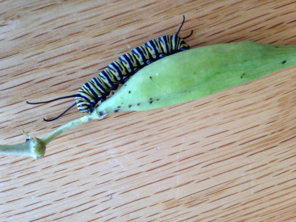 Monarch Activities in&nbsp;August