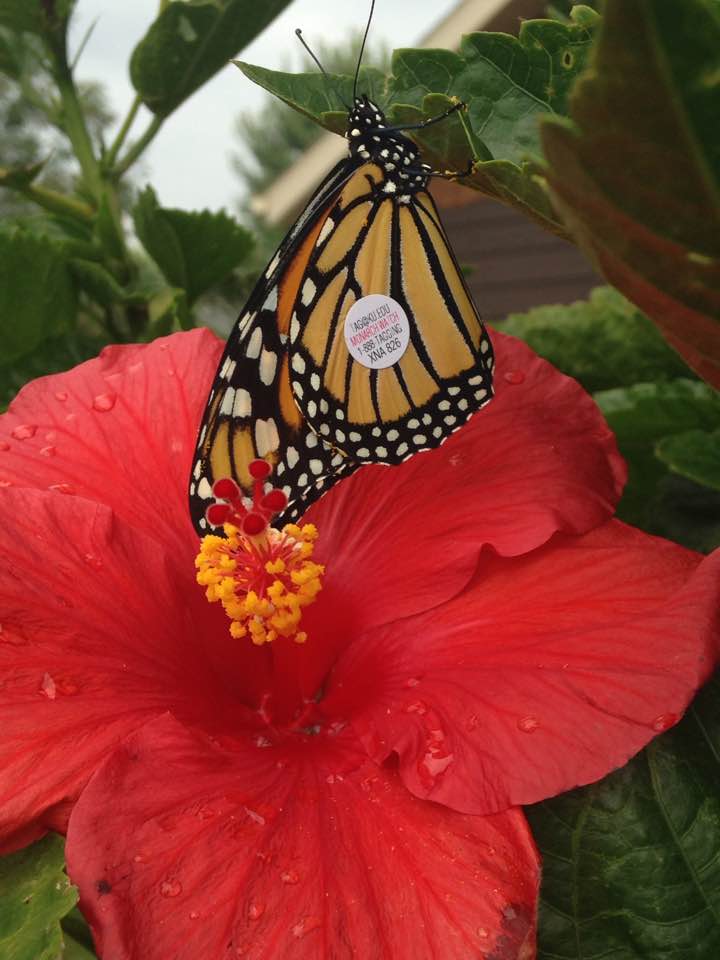 second tag of the 2017 season