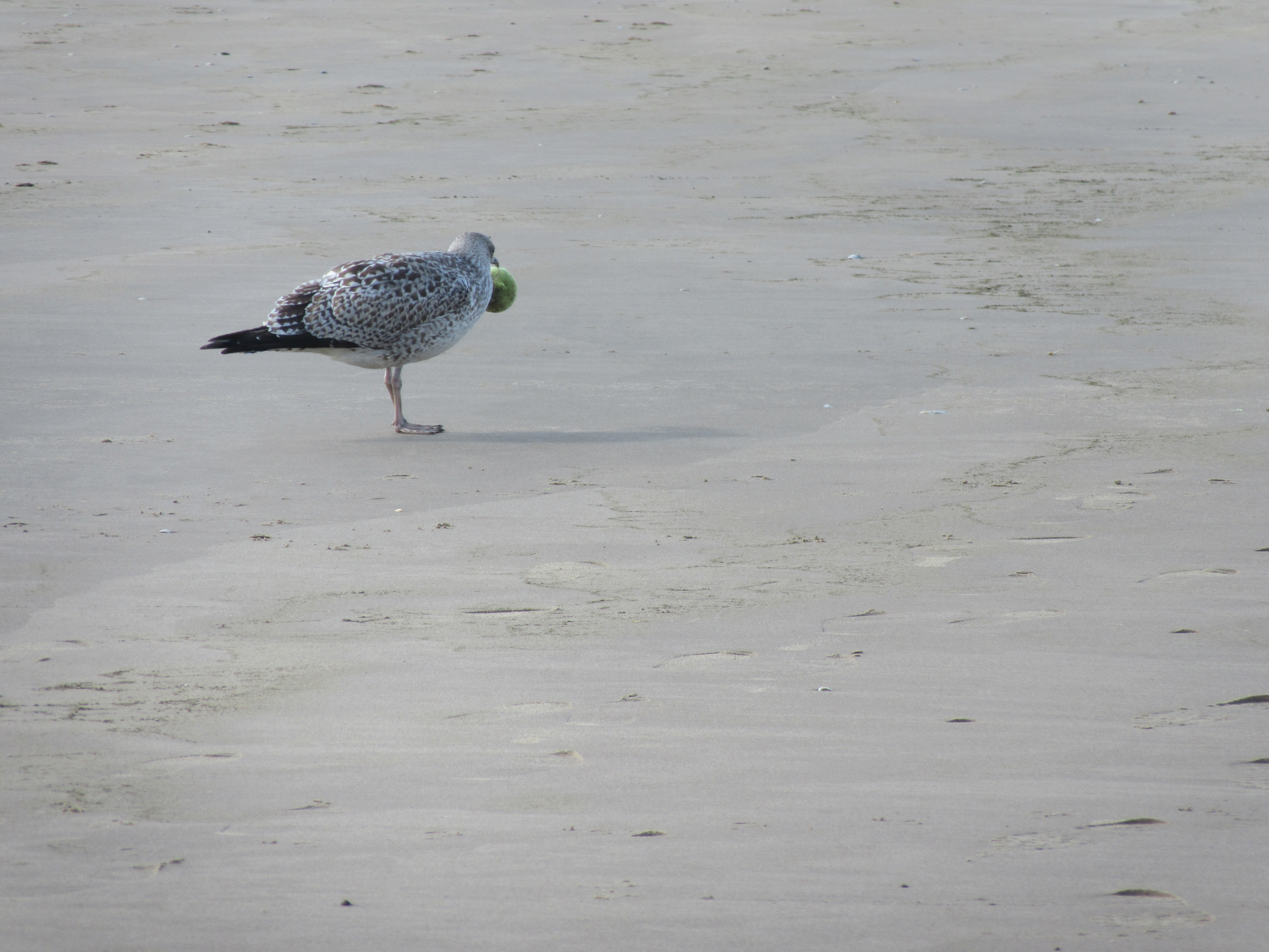 seagullfoodtwoholland2016