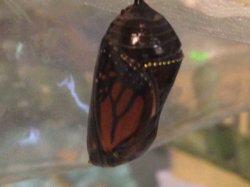 waiting on the chrysalis 82617