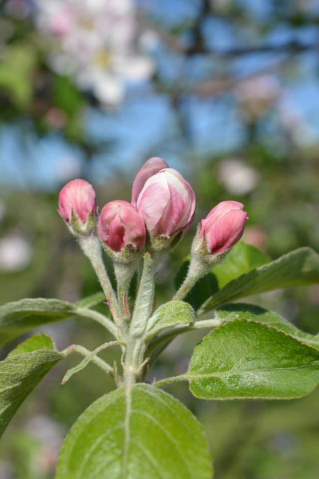 apple tree buds in the spring