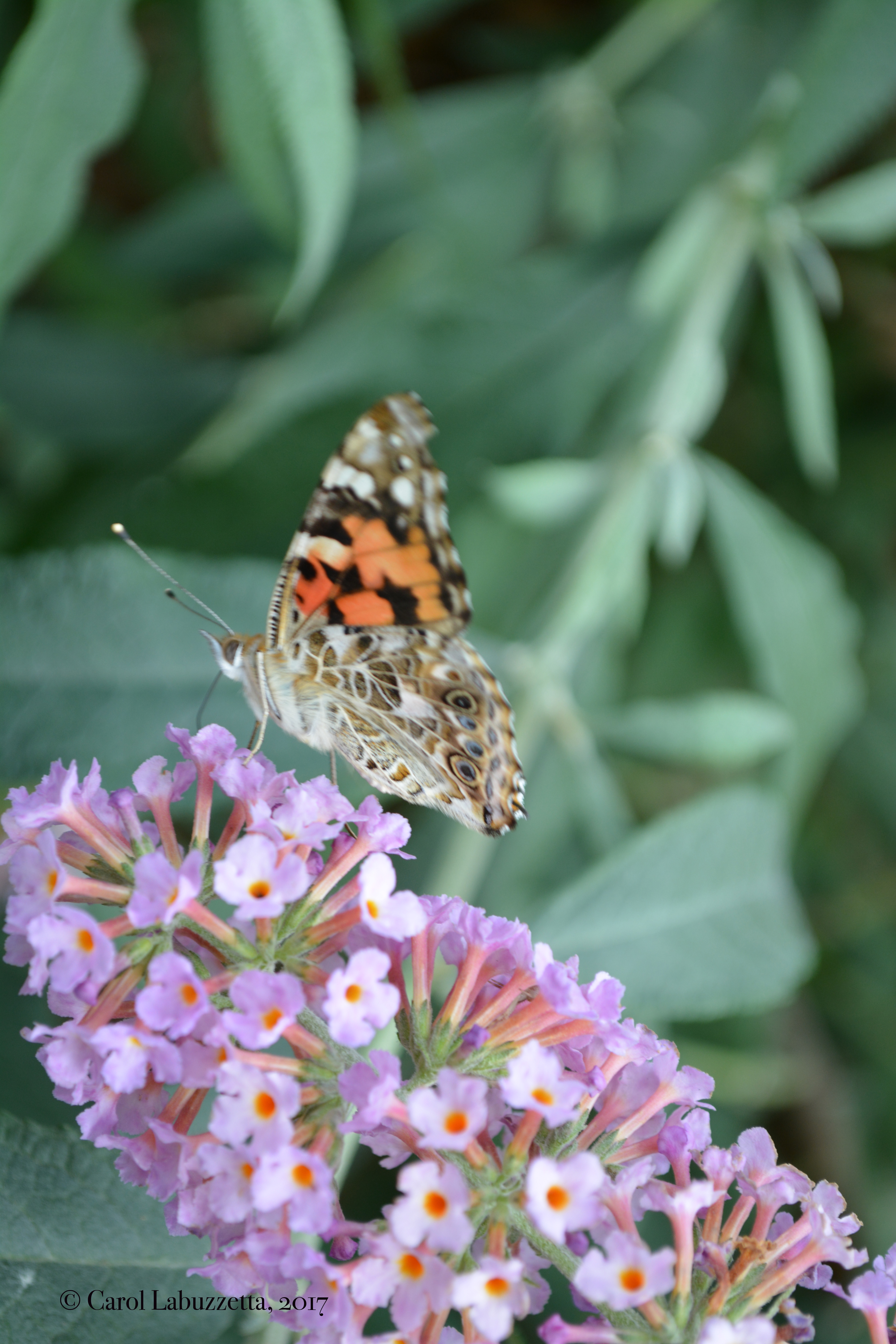 clearlymagesticpaintedlady2017wm1490