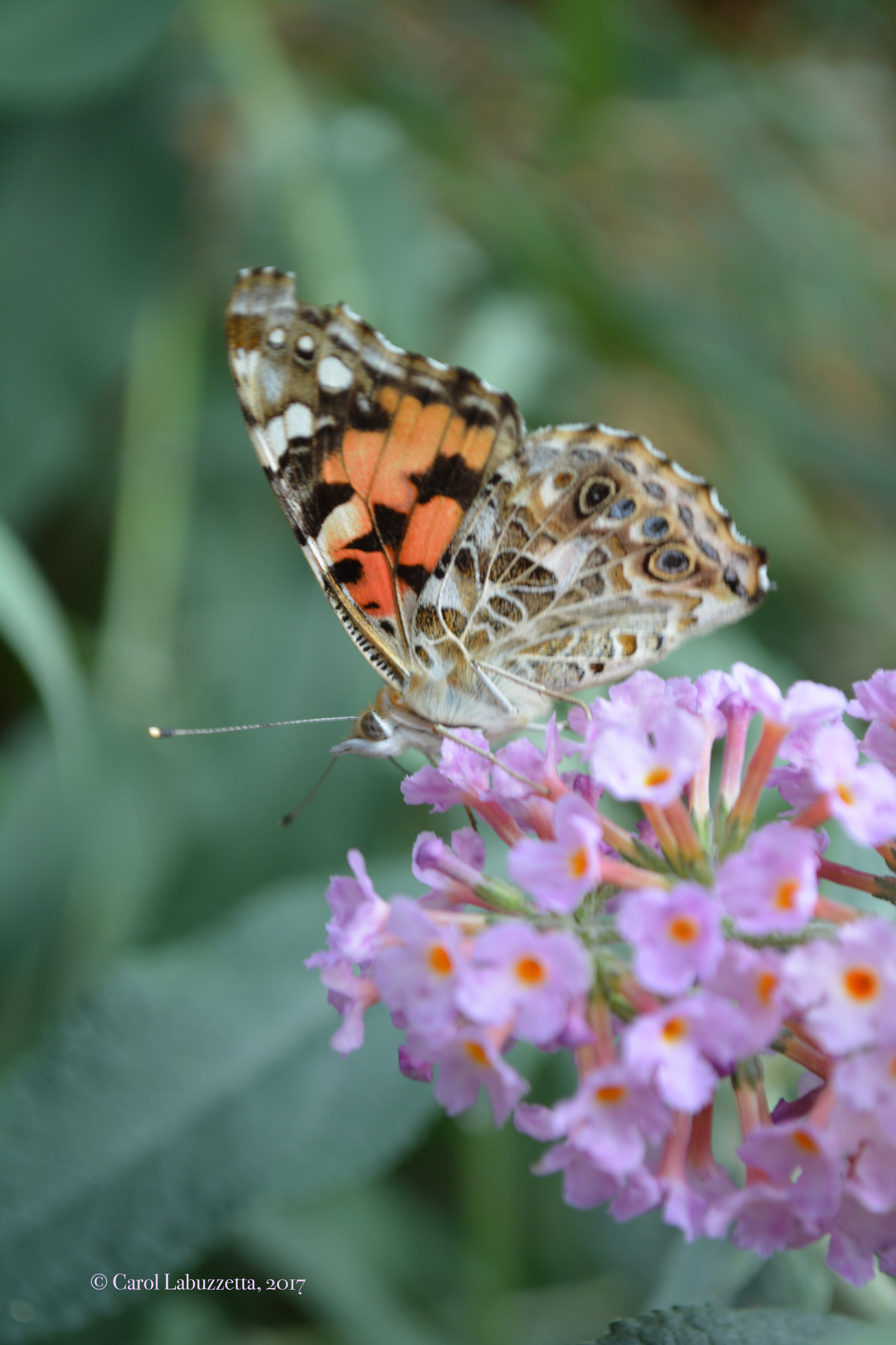 Clearlypainted2017wm1492