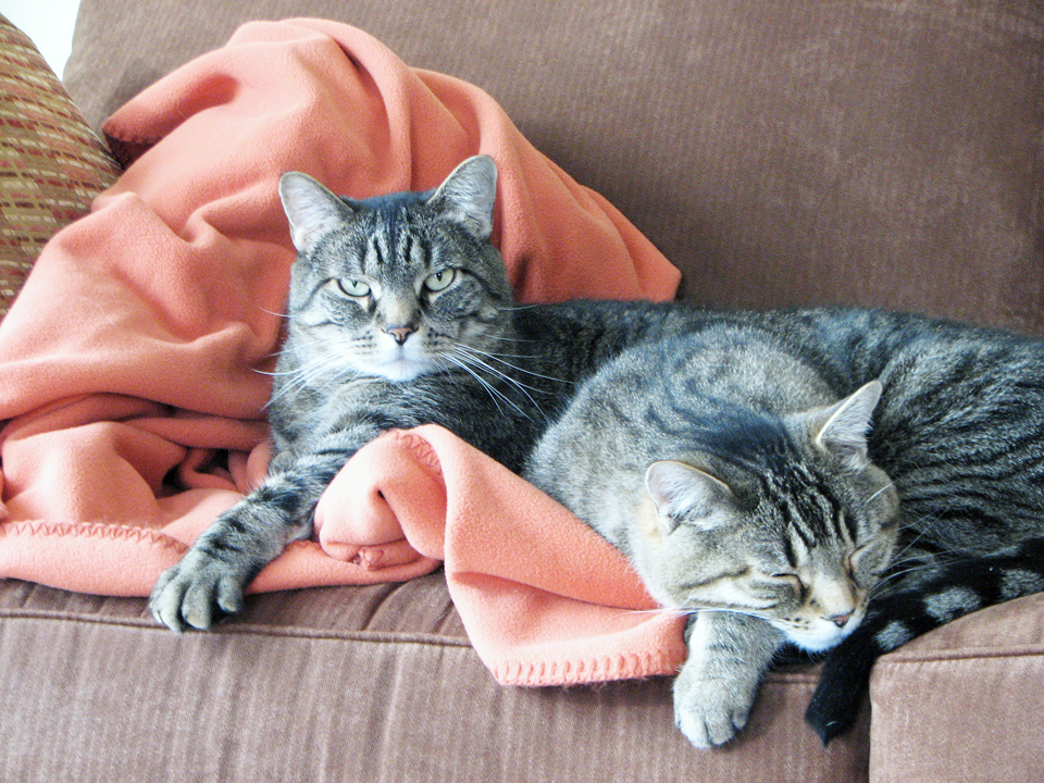 Silent Sunday: Missing Our&nbsp;Cats