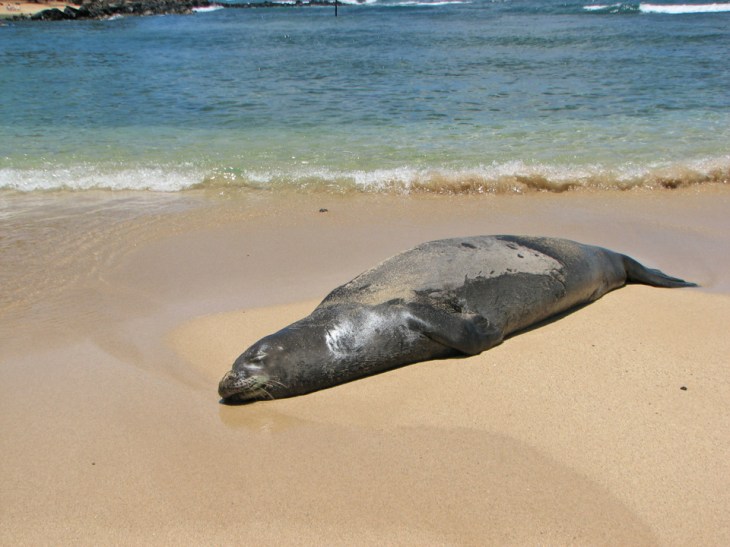monksealfourkauai