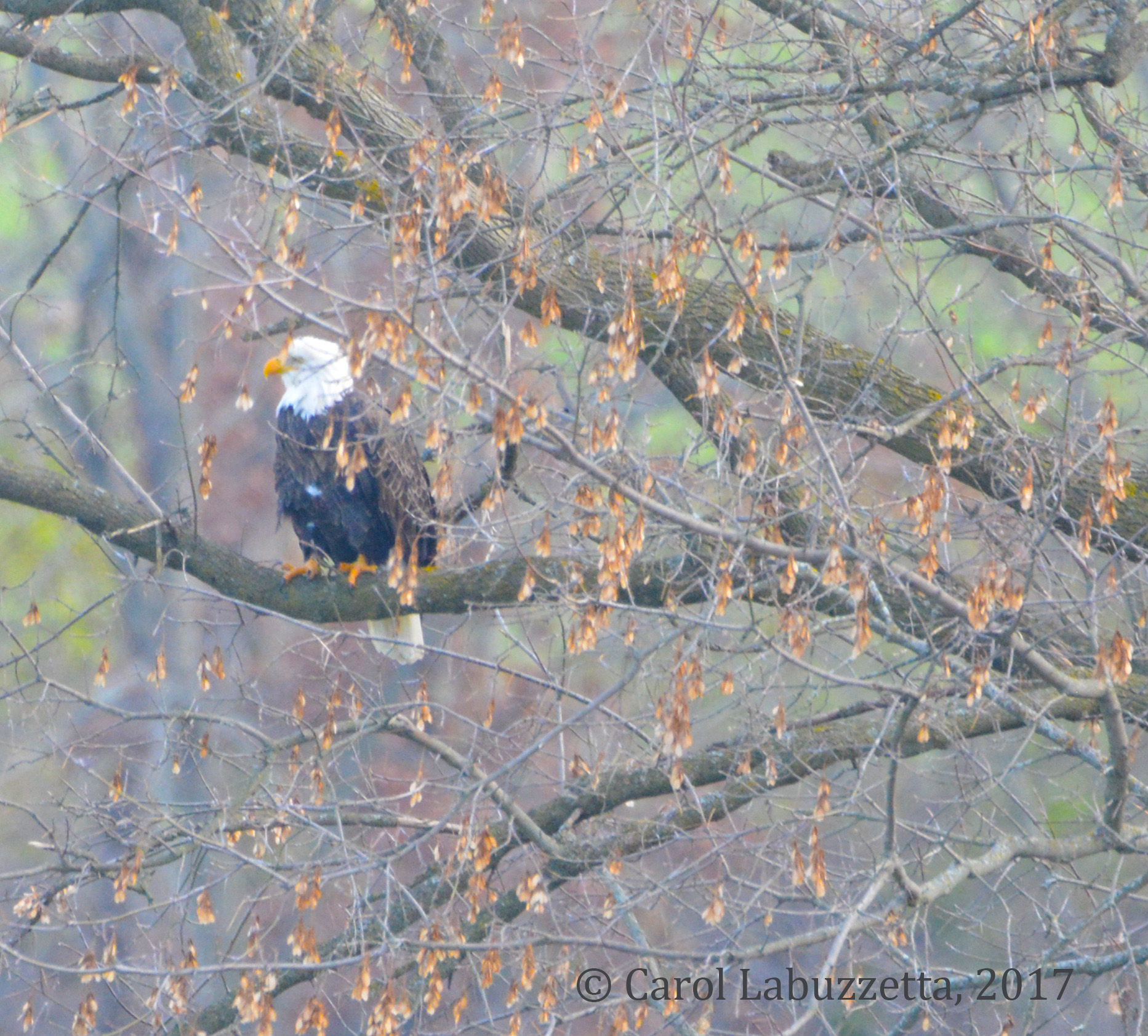closeupeagle17