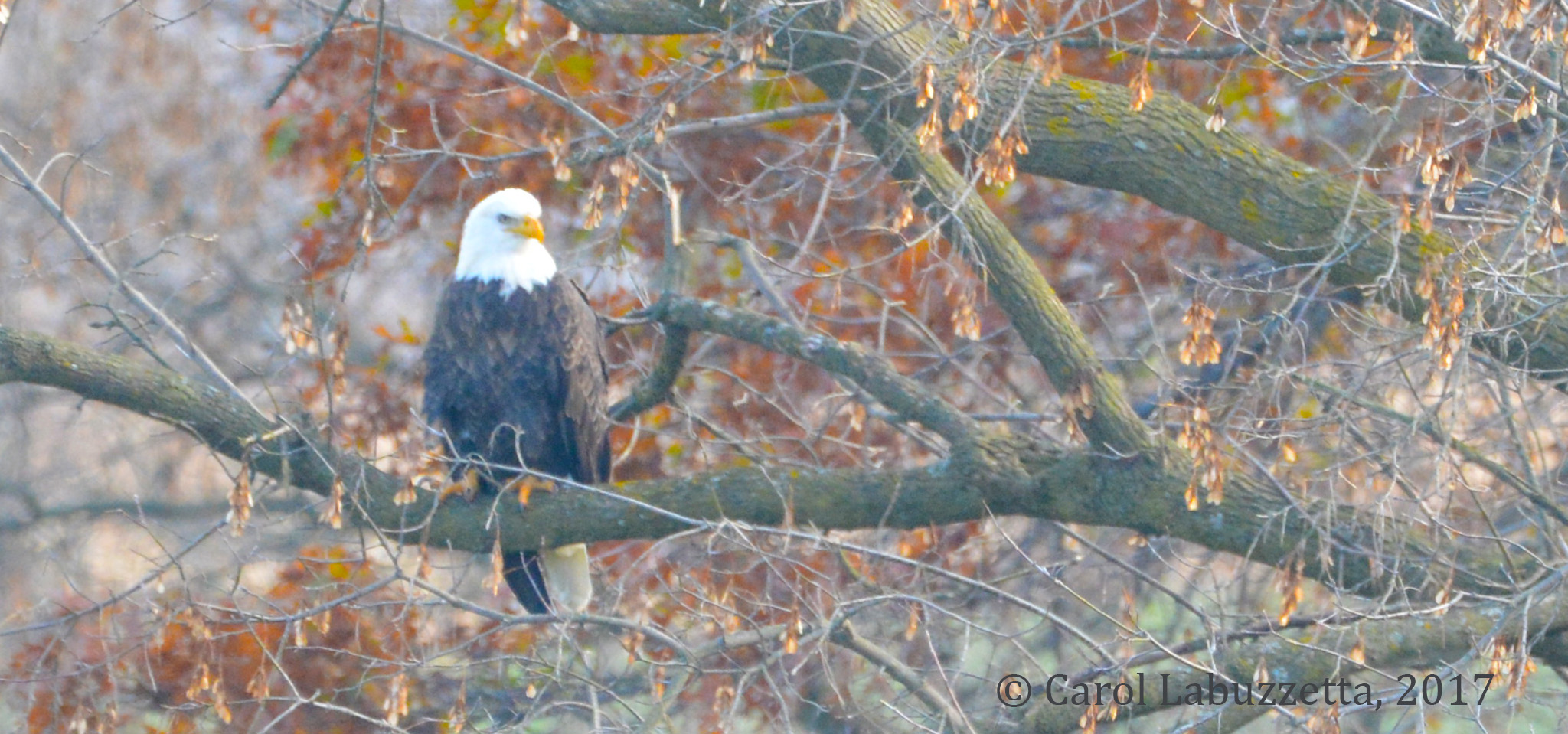 CouleeEagle2017_0171